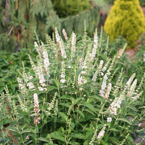 Buddleia x 'Miss Pearl' ~ Miss Pearl Butterfly Bush