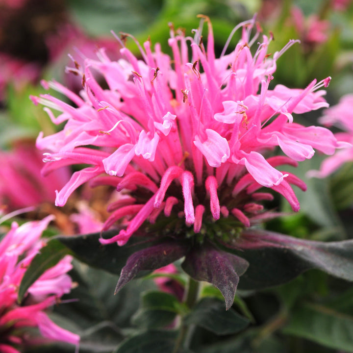 Monarda didyma 'Balbalmink' ~ Balmy™ Pink Bee Balm