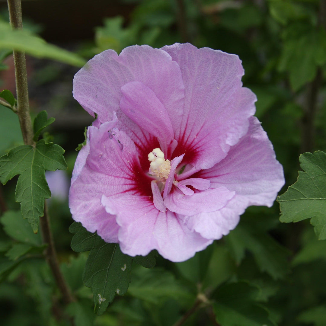 Hibiscus syriacus 'Mineru' ~ First Editions® Tahiti™ Hibiscus