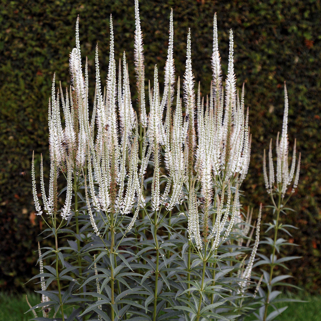 Veronicastrum virginicum ~ Culver's Root