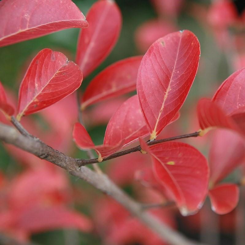 Lagerstroemia indica 'Biloxi' ~ Mirto de Biloxi