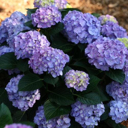 Hydrangea macrophylla 'SMHMTAU' ~ Let's Dance® Blue Jangles® Hortensia