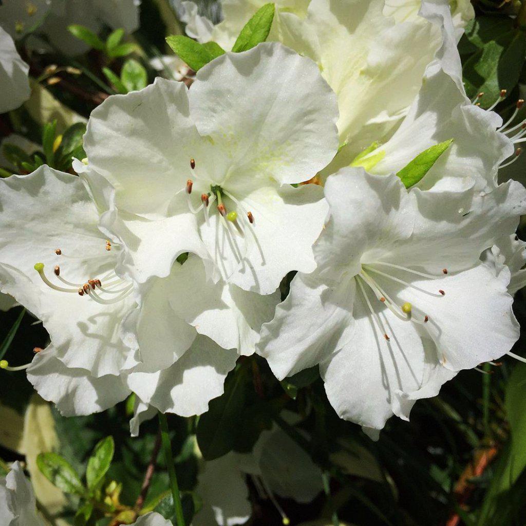Rhododendron 'Pleasant White' ~ Pleasant White Azalea  JTSOP Farms
