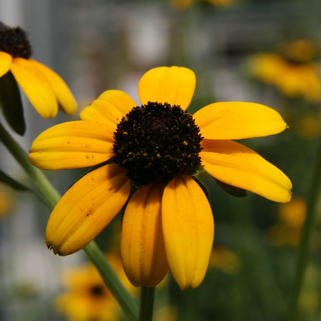 Rudbeckia fulgida var. fulgida ~ Black-Eyed Susan