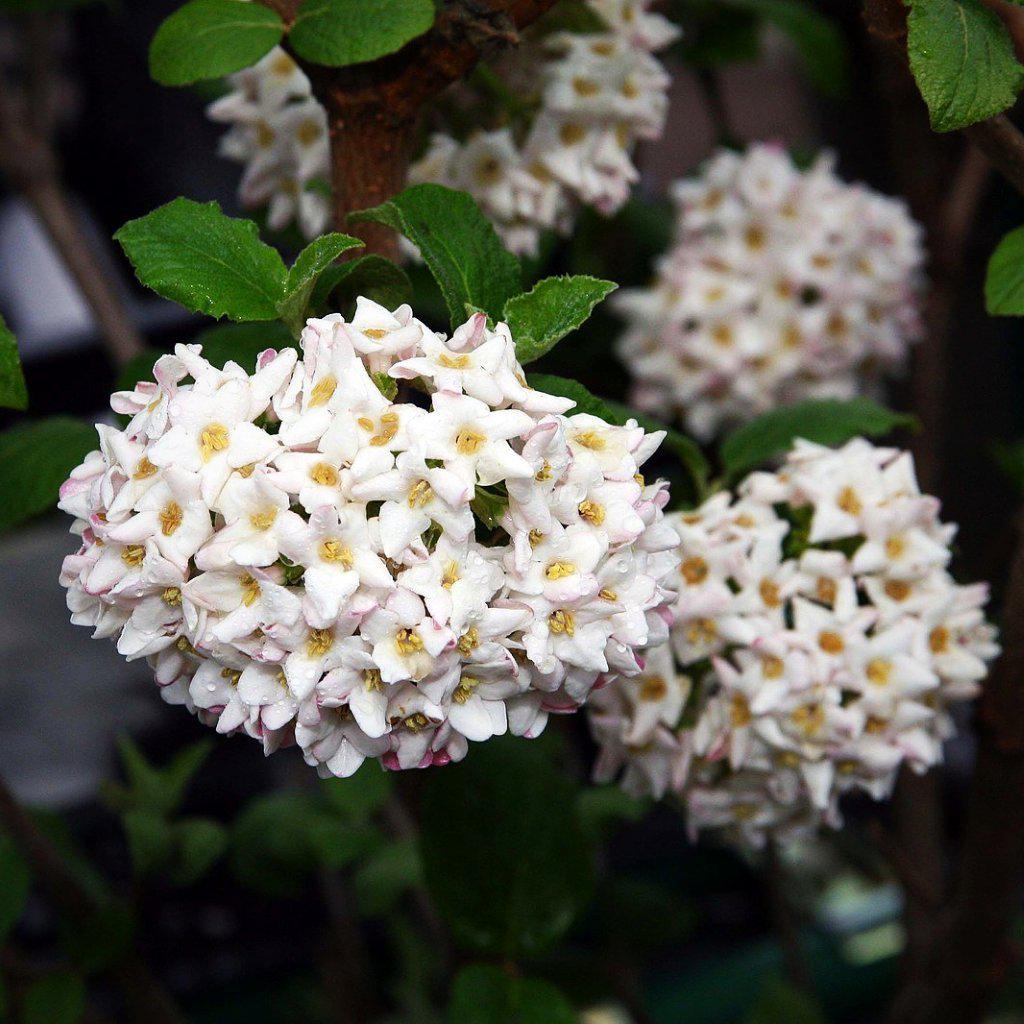 Viburnum x carlcephalum ~ Viburnum fragante, bola de nieve fragante