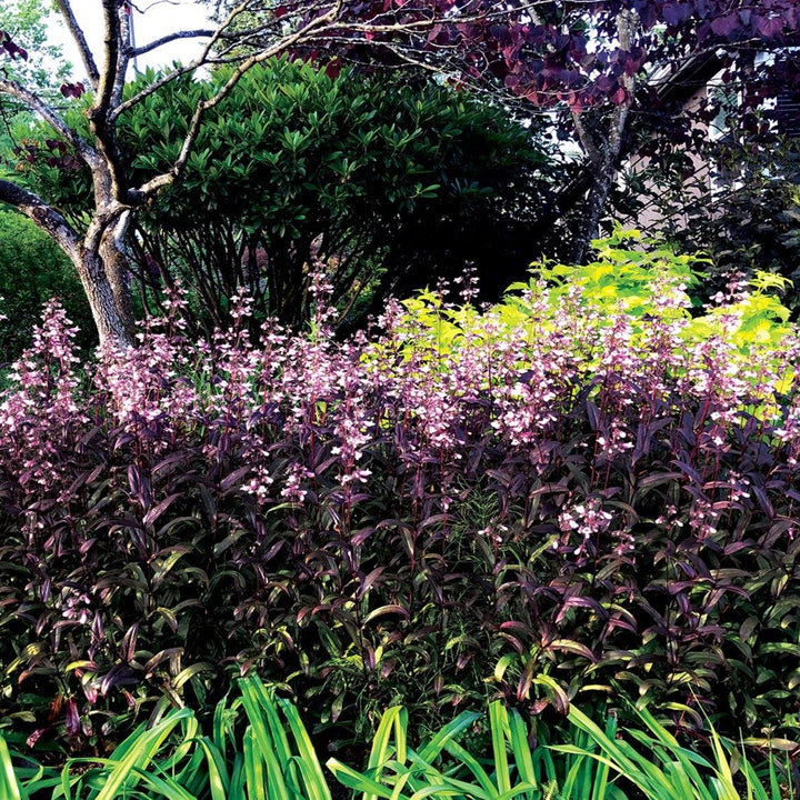 Penstemon 'Dark Towers' ~ Dark Towers Beardtongue