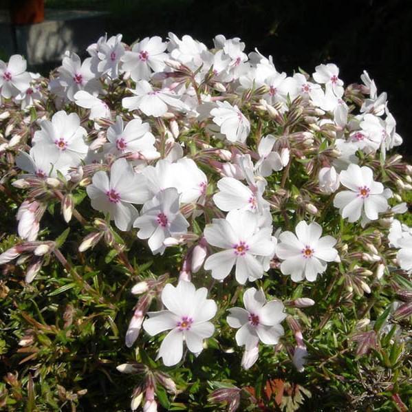 Phlox subulata 'Amazing Grace' ~ Amazing Grace Creeping Phlox