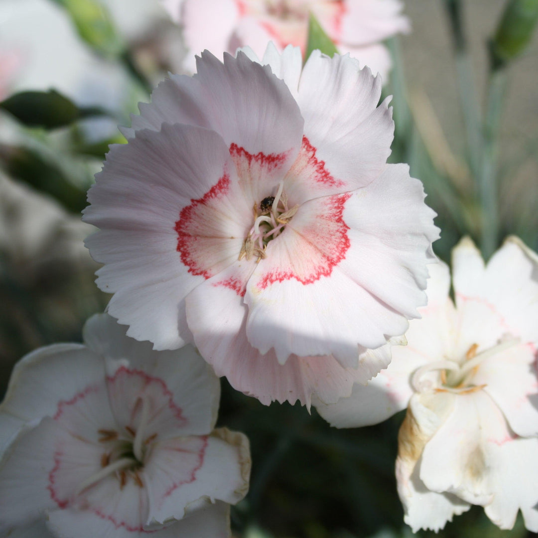 Dianthus allwoodii 'Wp15 Pie45' PPAF ~ American Pie™ Georgia Peach Dianthus