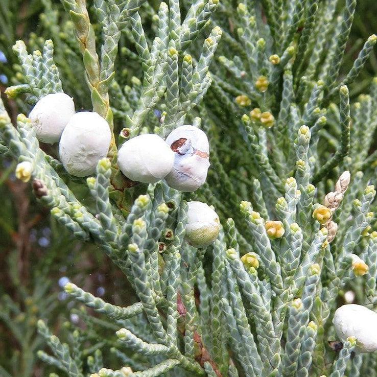 Juniperus scopulorum 'Flecha azul' ~ Enebro de flecha azul