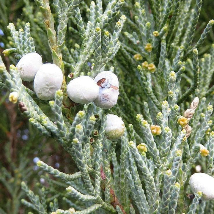 Juniperus scopulorum 'Flecha azul' ~ Enebro de flecha azul