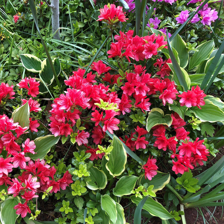Rododendro kurume 'Hershey's Red' ~ Azalea roja de Hershey