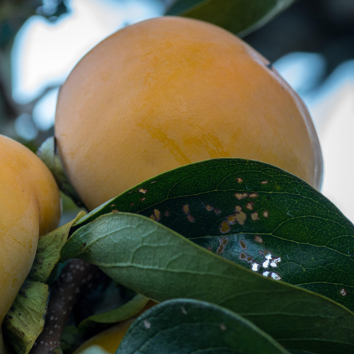 Diospyros kaki 'Fuyu' ~ Fuyu Japanese Persimmon