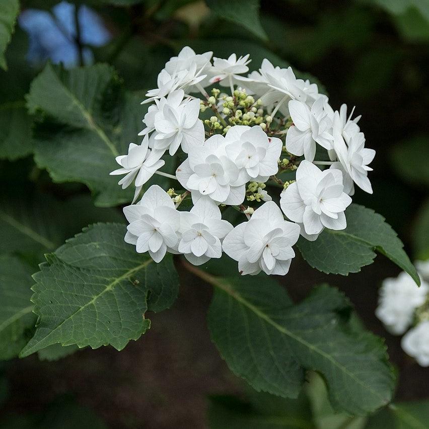 Hydrangea macrophylla 'Dancing Snow' ~ Vestido de novia Double Delights™ Hydrangea