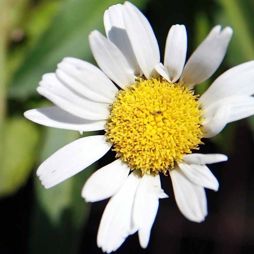 Leucanthemum × superbum ‘Snow Lady’ ~ Snow Lady Shasta Daisy