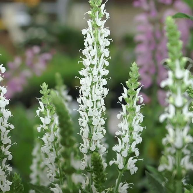 Salvia nemorosa 'Schneehügel' ~ Snow Hill Meadow Sage