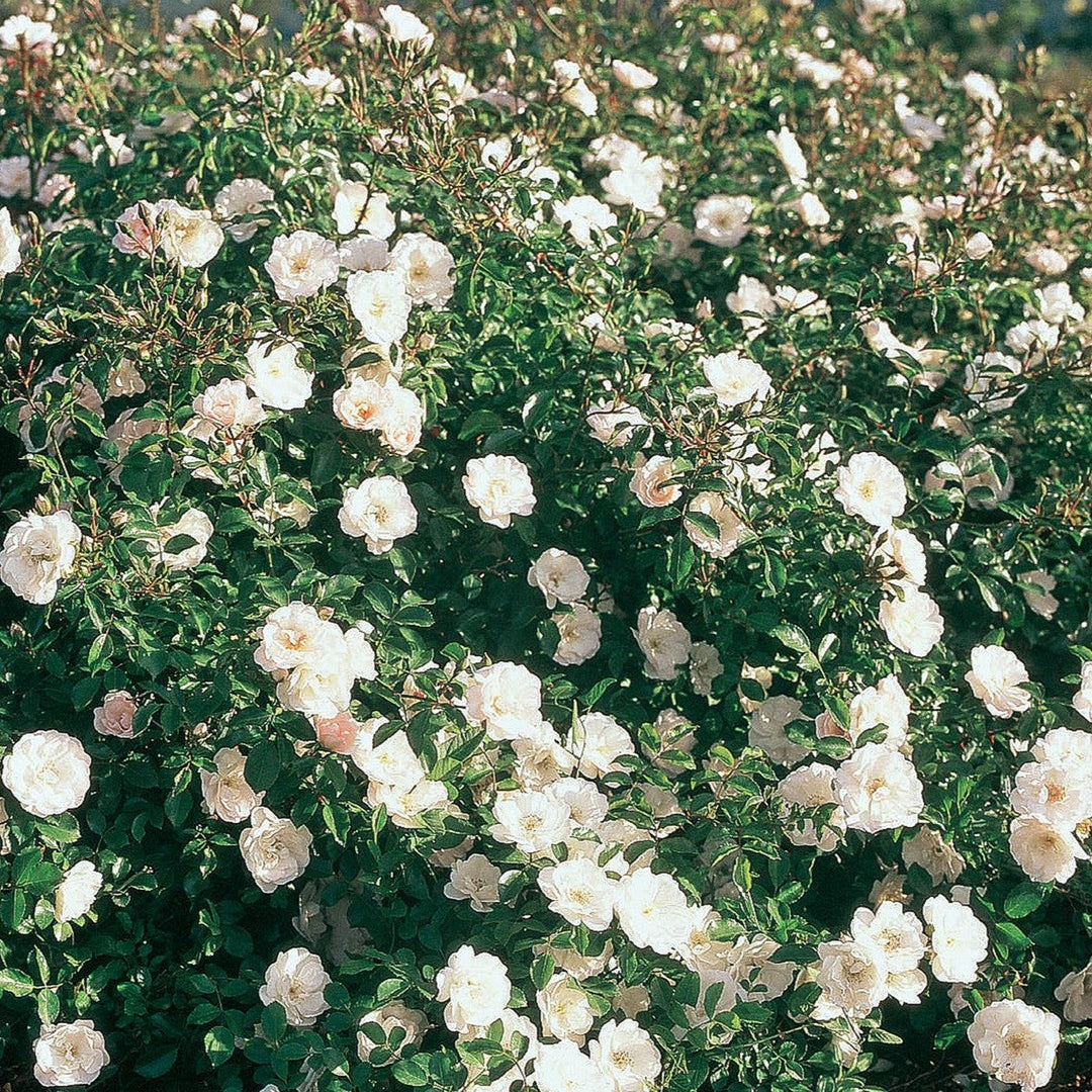 Rosa 'White Dawn' ~ White Dawn Rose