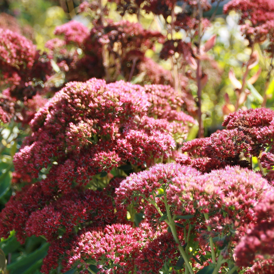 Sedum x 'Autumn Fire' ~ Autumn Fire Stonecrop