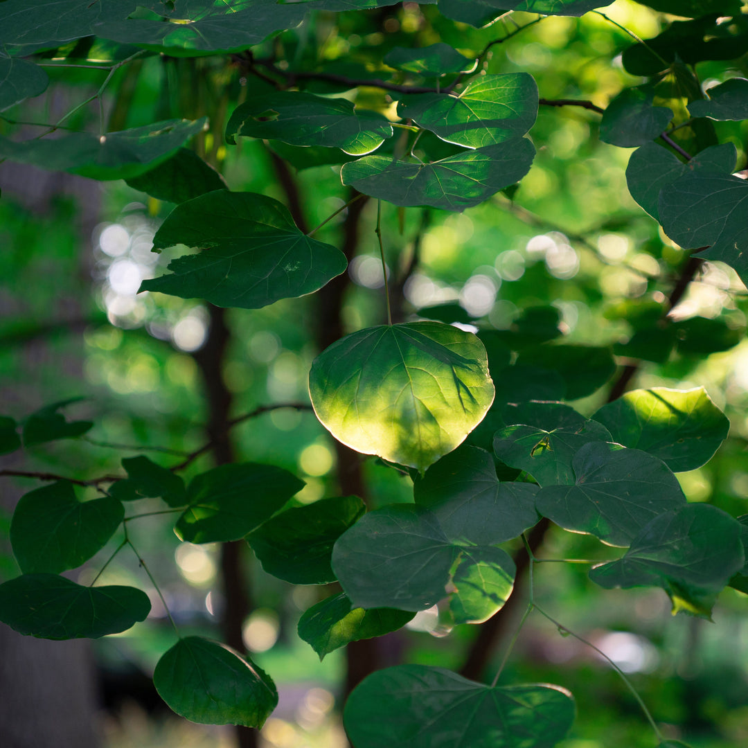 Cercis canadensis 'Pink Heartbreaker' ~ Pink Heartbreaker® Redbud