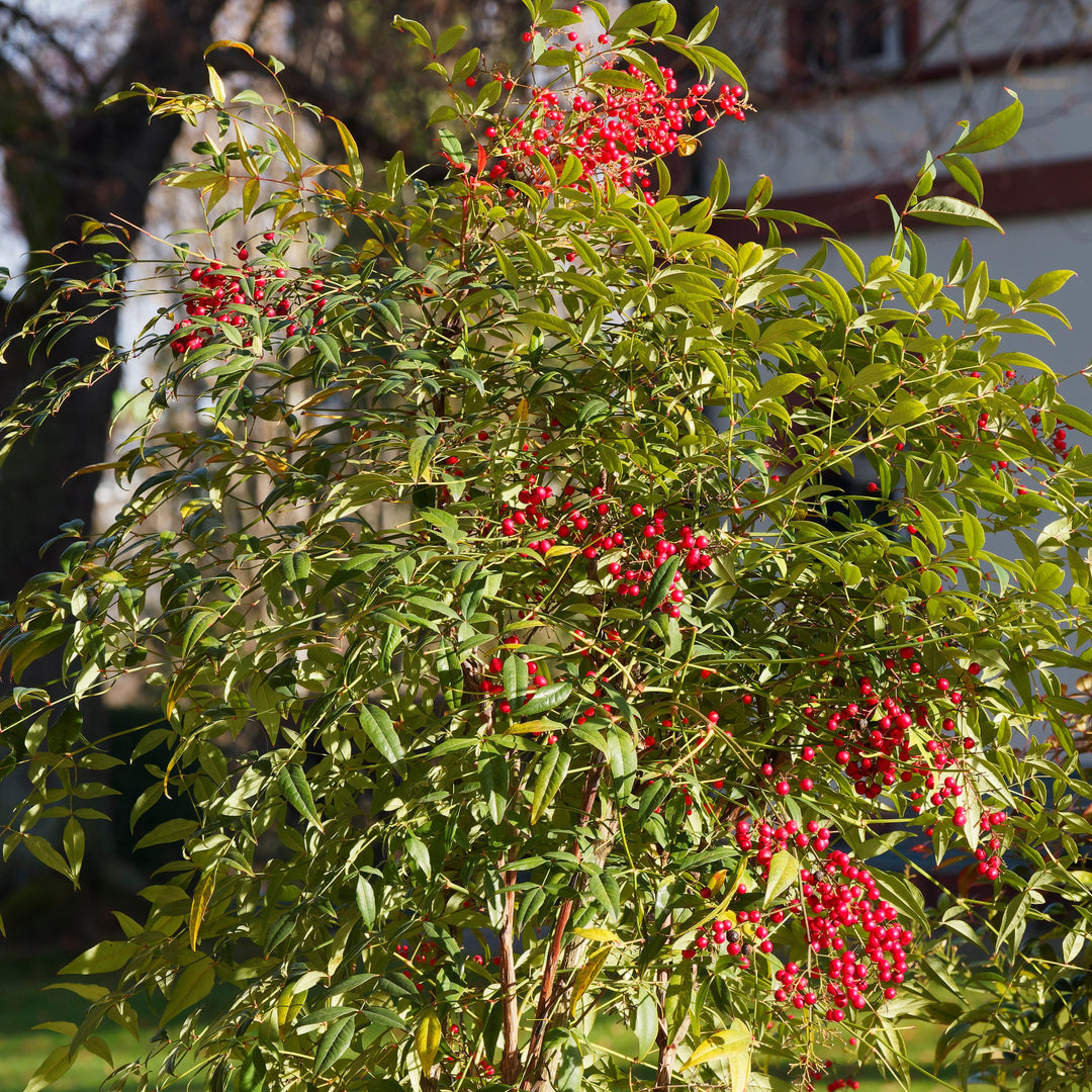 Nandina domestica 'Compacta' ~ Compact Heavenly Bamboo