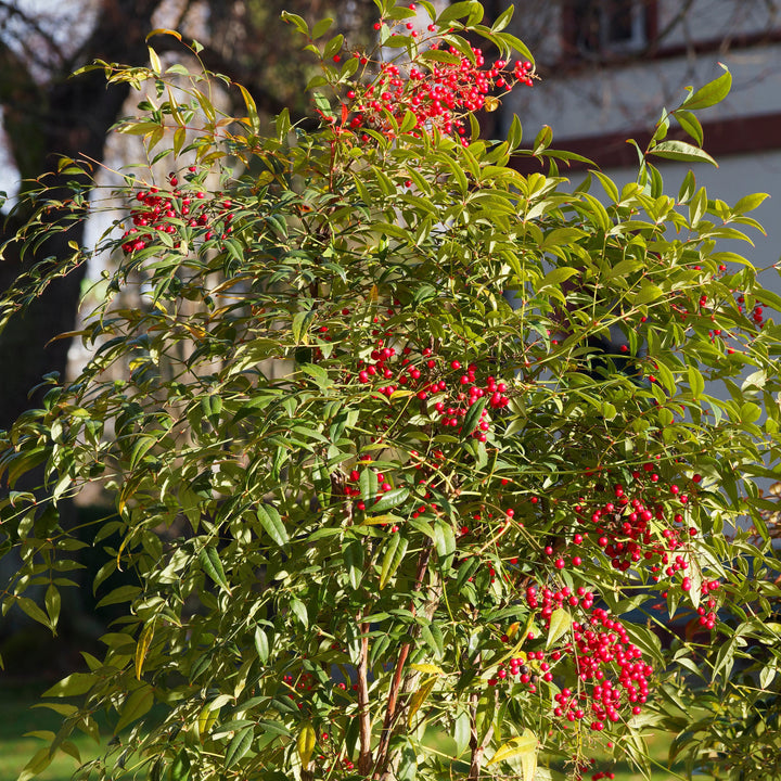 Nandina domestica 'Compacta' ~ Compact Heavenly Bamboo