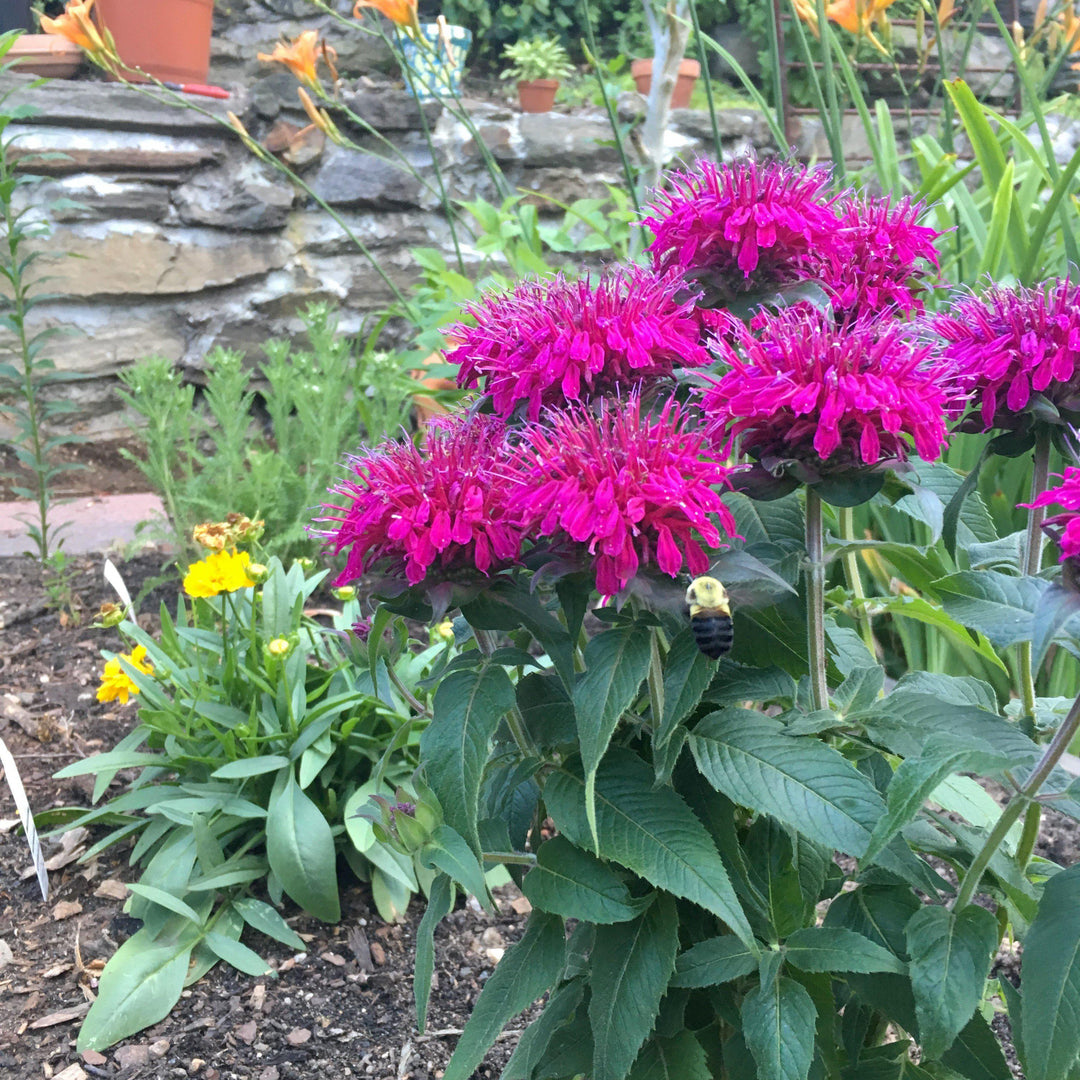Monarda didyma 'Balbalmurp' ~ Balmy™ Purple Bee Balm