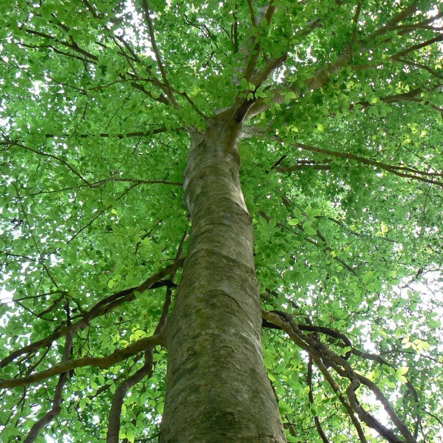 Fagus grandifolia ~ American Beech – JTSOP Farms