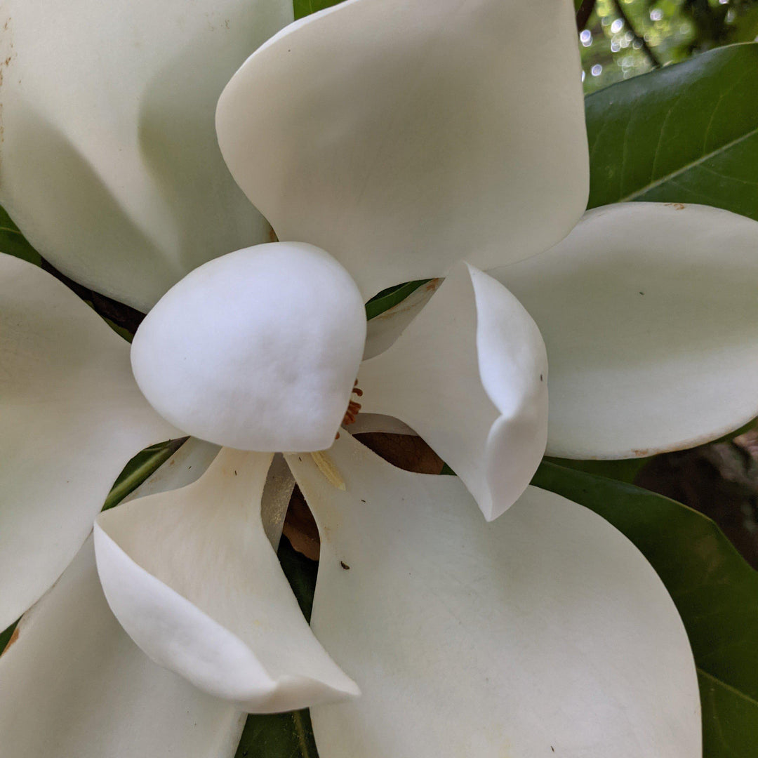 Magnolia grandiflora 'Encanto del Sur' PP#13,049 ~ Teddy Bear® Magnolia
