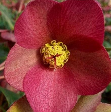 Helleborus x glandorfensis 'Ice N' Roses Red' ~ HGC® Ice N' Roses
