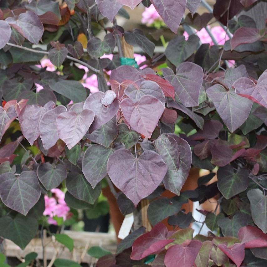 Cercis canadensis 'Pensamiento del bosque' ~ Pensamiento del bosque Redbud oriental