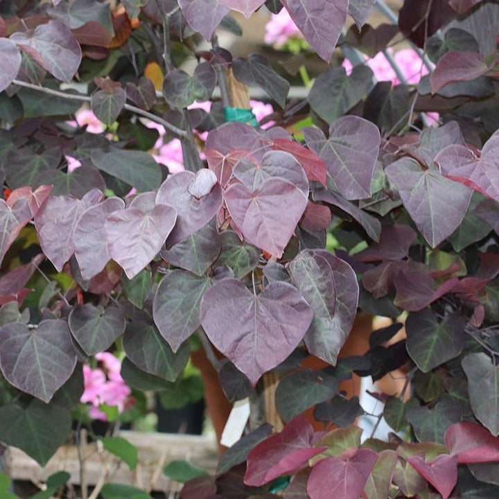 Cercis canadensis 'Pensamiento del bosque' ~ Pensamiento del bosque Redbud oriental