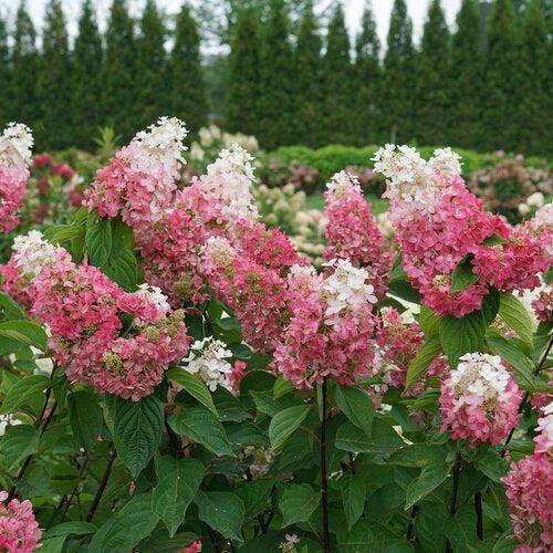 Hydrangea paniculata 'ILVOHPPRM' PP35,334 ~ Pinky Winky Prime® Hydrangea