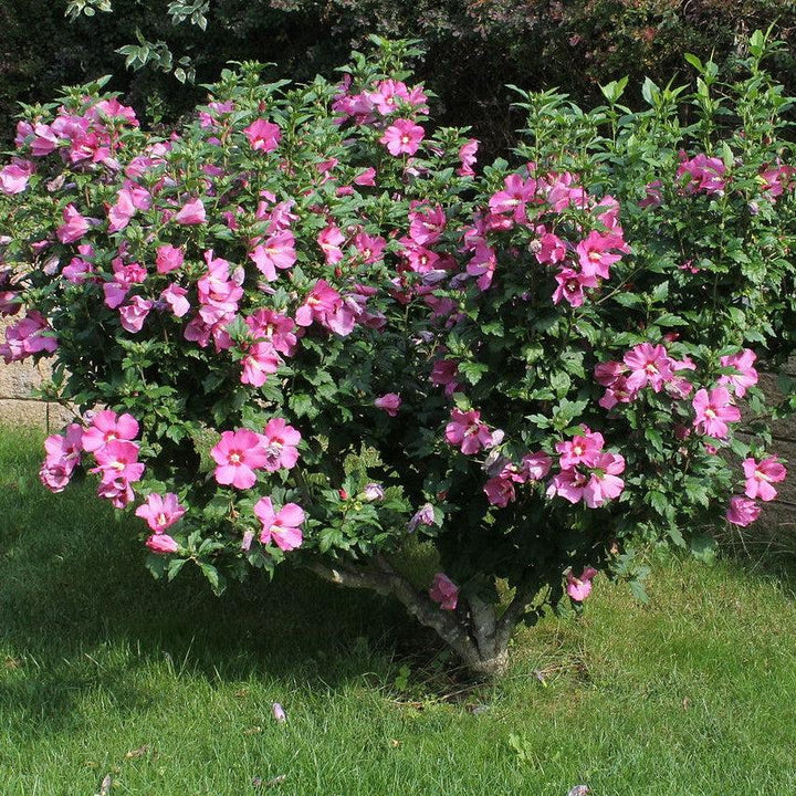 Hibiscus syriacus 'Afrodita' ~ Afrodita Rosa de Sharon