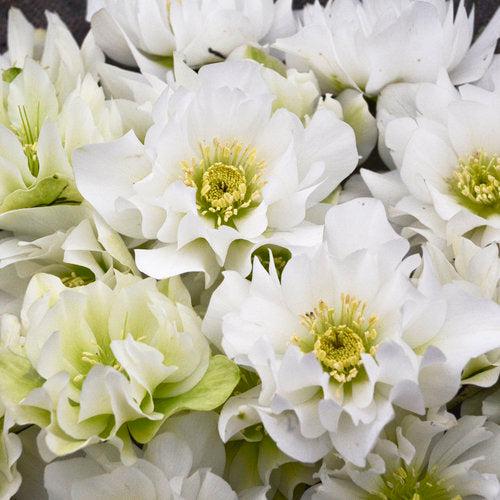 Helleborus 'Wedding Bells' ~ Wedding Party® Wedding Bells Lenten Rese