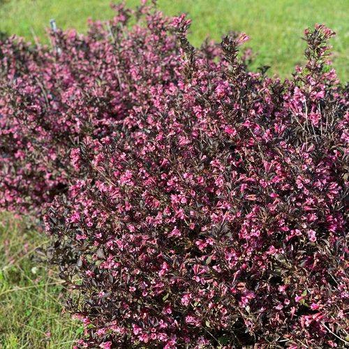 Weigela florida 'SMNWFDFPD' ~ Very Fine Wine® Weigela