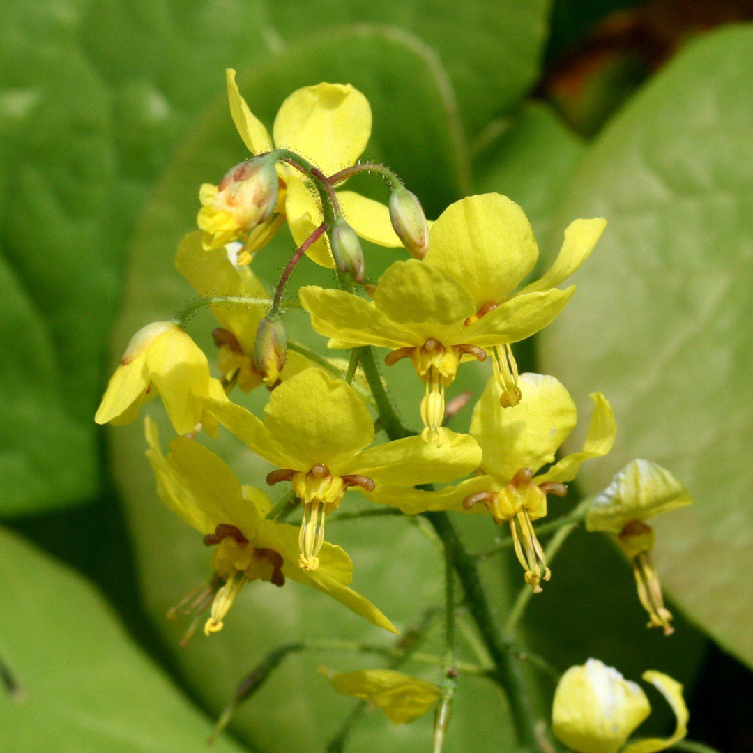 Epimedium x perralchicum 'Frohnleiten' ~ Frohnleiten Barrenwort, Bishop's Hat