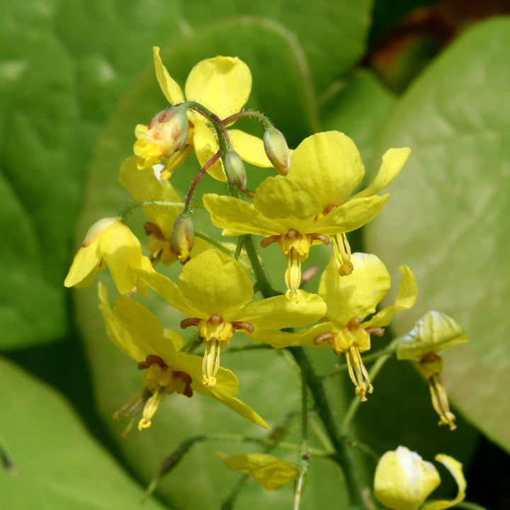 Epimedium x perralchicum 'Frohnleiten' ~ Frohnleiten Barrenwort, Bishop's Hat