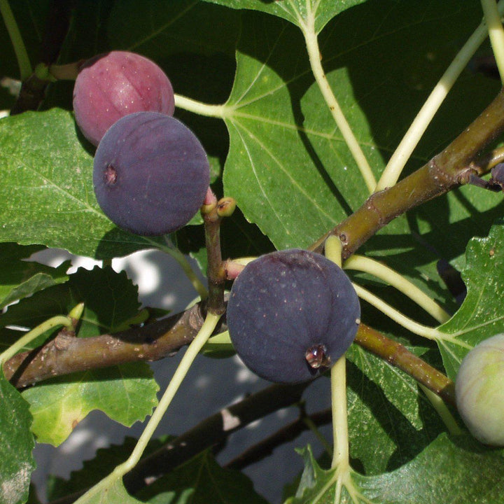 Ficus carica 'Chicago Hardy' ~ Chicago Hardy Fig