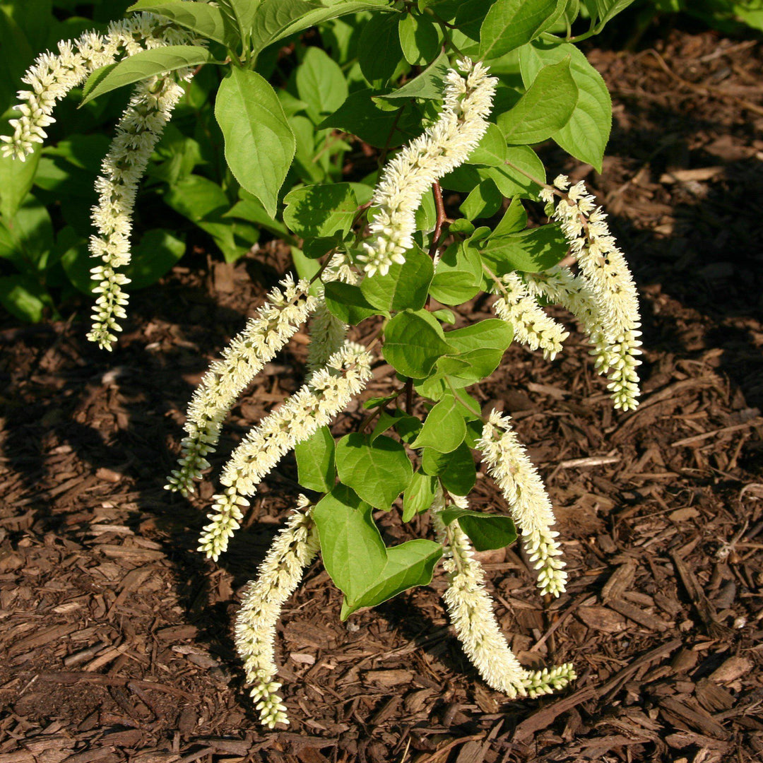 Itea virginica ~ Sweetspire