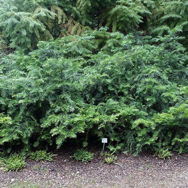 Cephalotaxus harringtonia 'Fritz Huber' ~ Fritz Huber Japanese Plum Yew