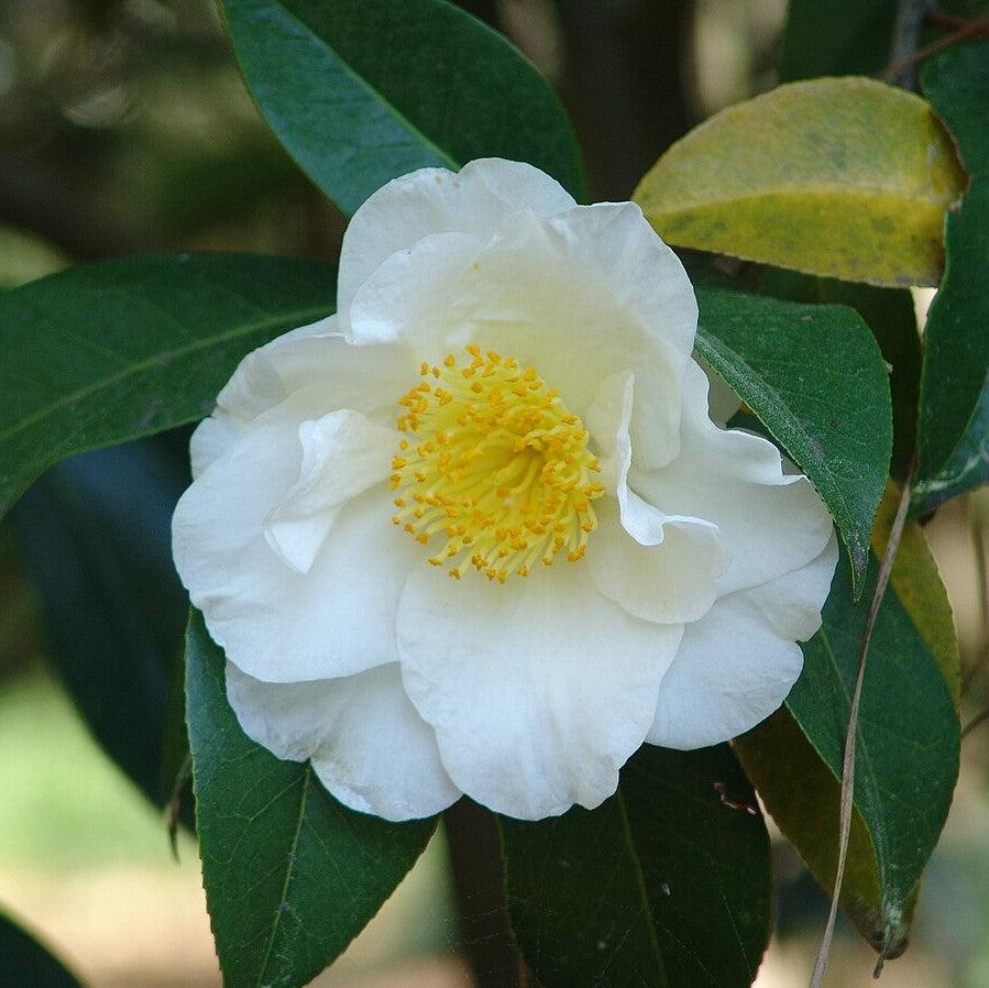 Camellia japonica 'Ondas plateadas' ~ Camelia ondas plateadas