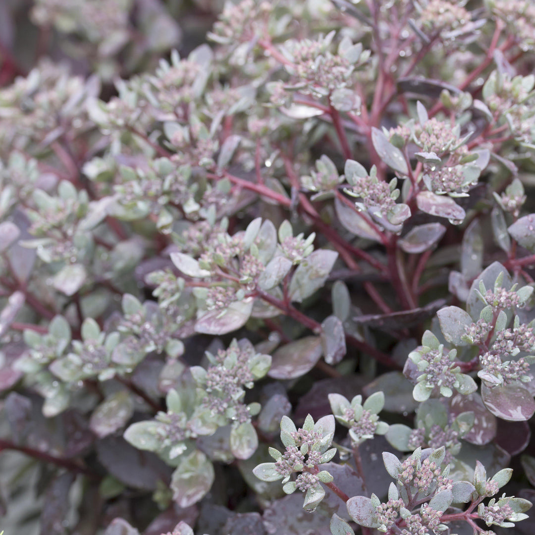Sedum 'Dazzleberry' ~ SunSparkler® Dazzleberry Sedum