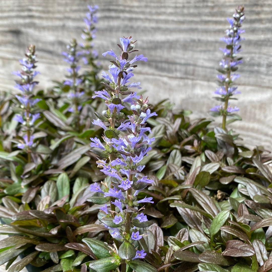 Ajuga reptans 'Valfredda' ~ Chocolate Chip Bugleweed  JTSOP Farms