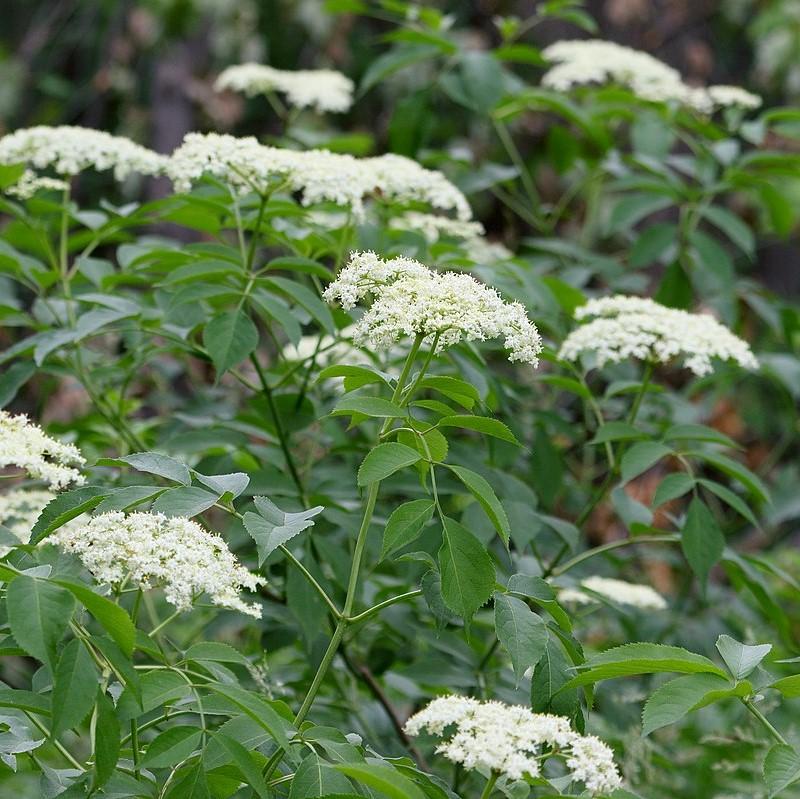 Sambucus nigra canadensis ~ Common Elderberry, American Elderberry
