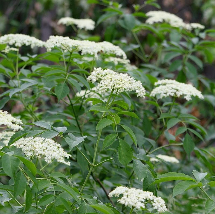 Sambucus nigra canadensis ~ Common Elderberry, American Elderberry
