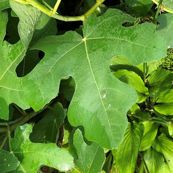 Ficus carica 'Chicago Hardy' ~ Chicago Hardy Fig