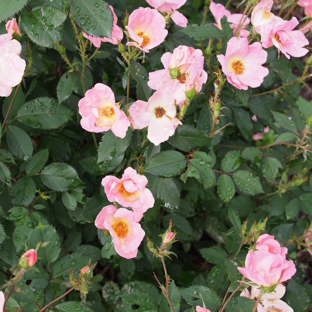 Rosa 'Radcor' ~ Rosa Rainbow Knock Out®