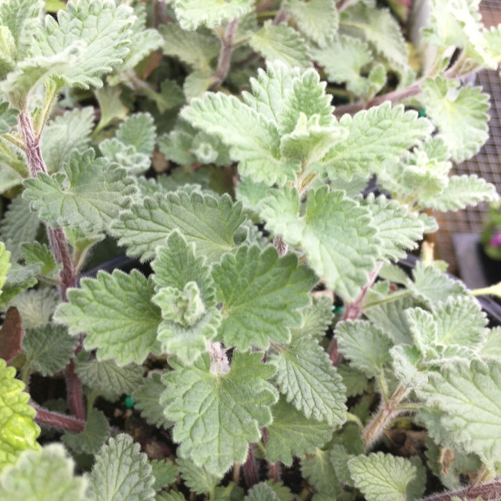 Nepeta x faassenii 'Dropmore' ~ Dropmore Catmint