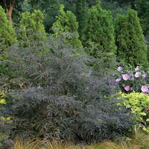 Sambucus nigra 'Eva' ~ Black Lace® Saúco
