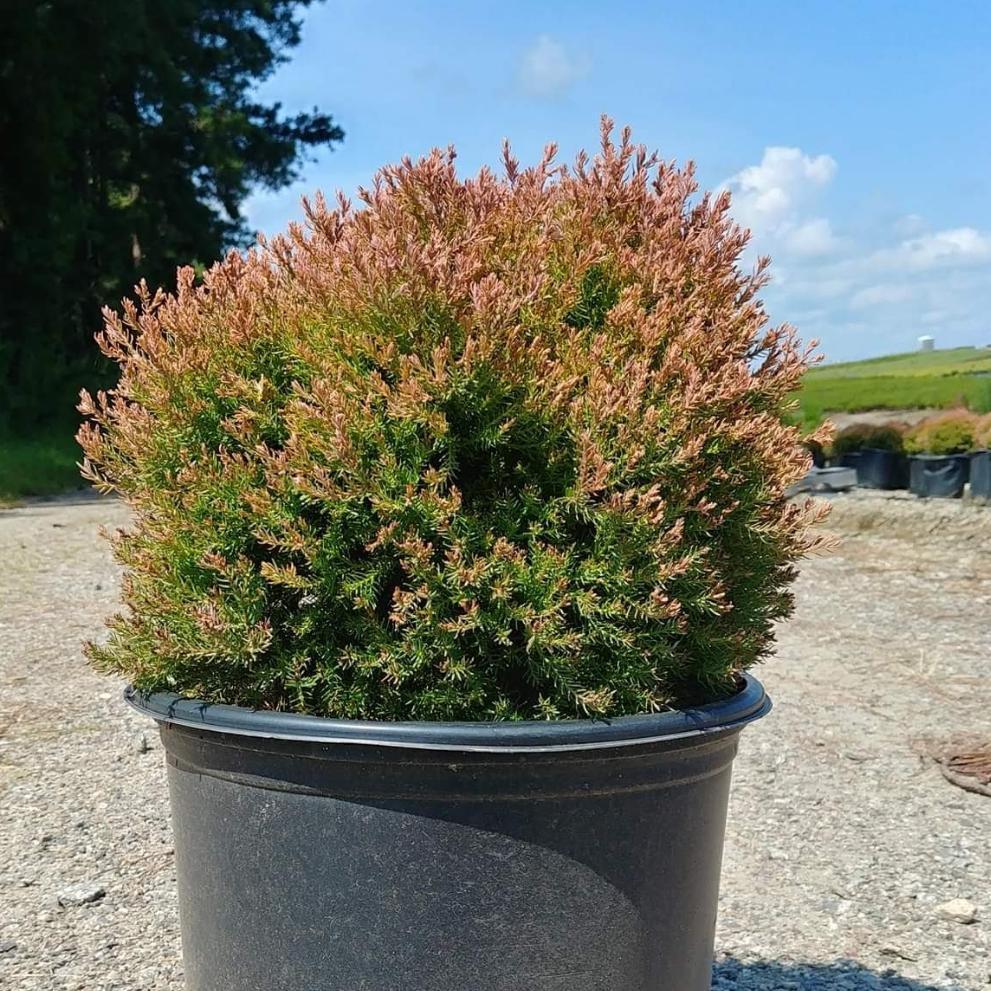 Thuja occidentalis 'Congabe' PP19,009 ~ Fire Chief Globe Arborvitae   JTSOP Farms
