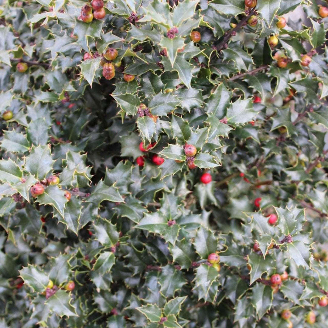 Ilex x 'Rutzan' ~ Red Beauty® Holly